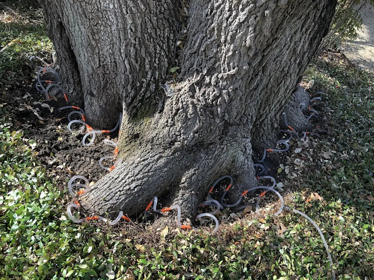 Detailed Tree Cabling and Bracing job site in Sunshine