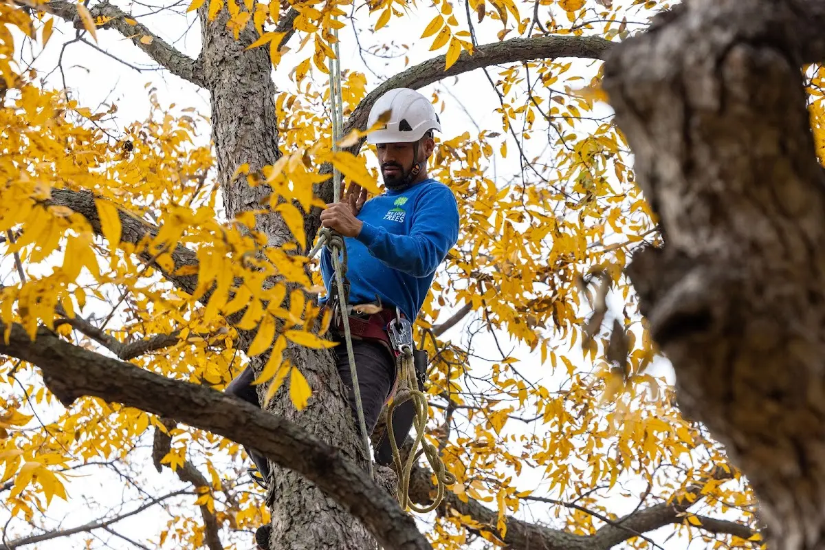 Skilled Tree Transplanting crew working in Sunshine
